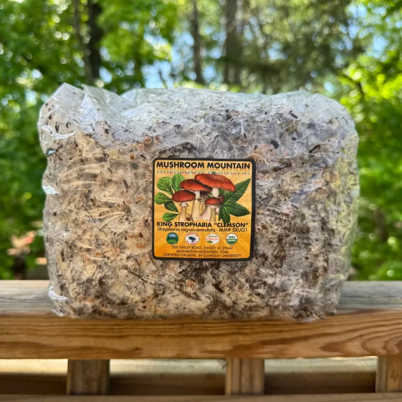 Wine Cap “Stropharia rugoso-anulata” Living Mulch - Product Image