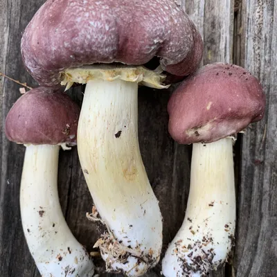 Wine Cap “Stropharia rugoso-anulata” Living Mulch - Image 2