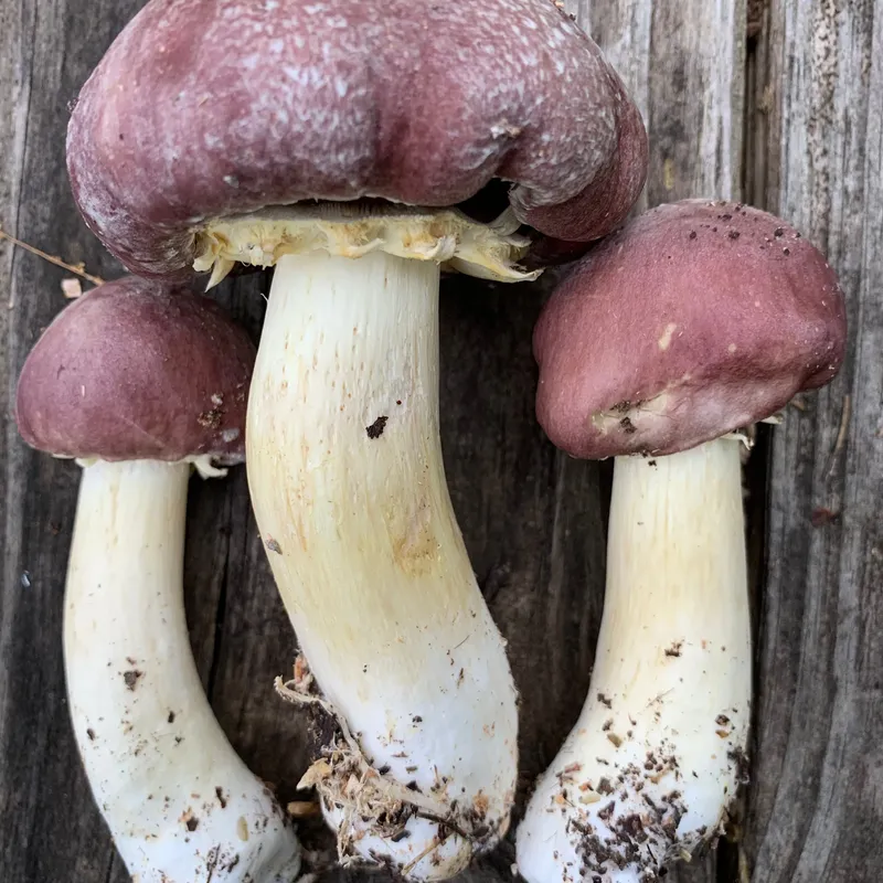 Wine Cap “Stropharia rugoso-anulata” Living Mulch - Image 2