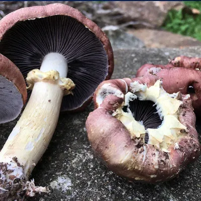 Wine Cap “Stropharia rugoso-anulata” Living Mulch - Image 3
